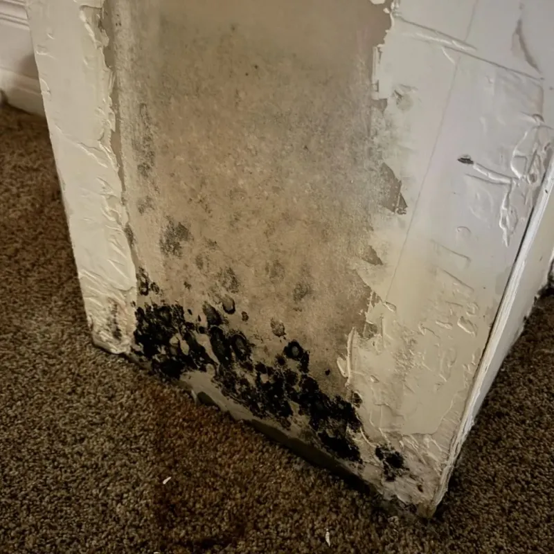 Professional Mold Removal in Wichita Falls, TX
